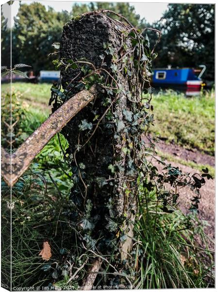 Post with Ivy Canvas Print by Ian Miller