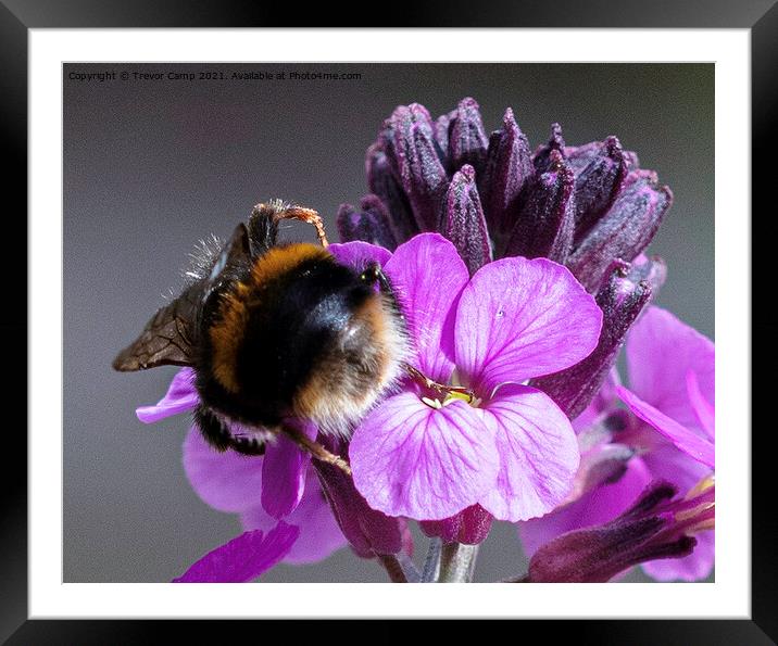 Bumblebee Bum Framed Mounted Print by Trevor Camp