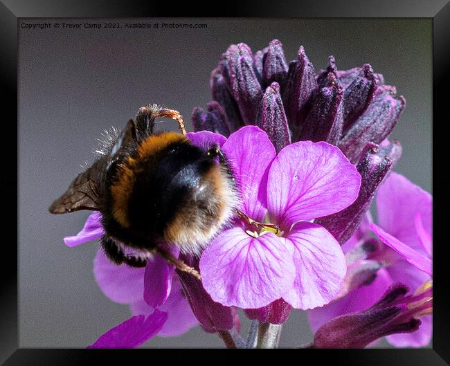 Bumblebee Bum Framed Print by Trevor Camp