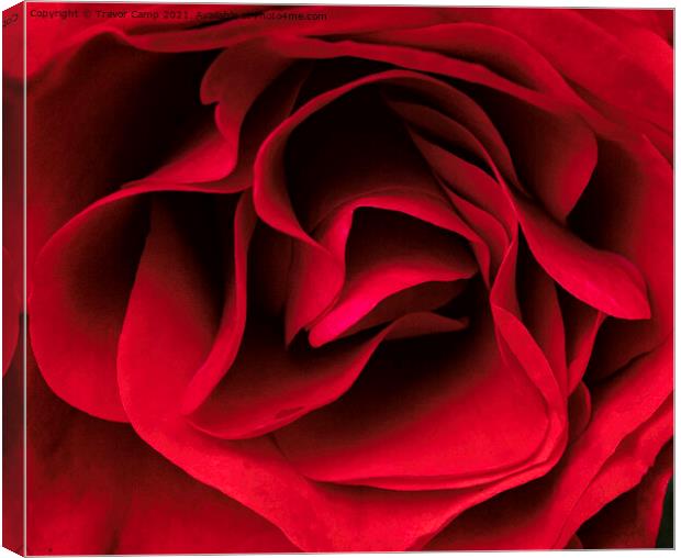 Silky Red Rose Canvas Print by Trevor Camp