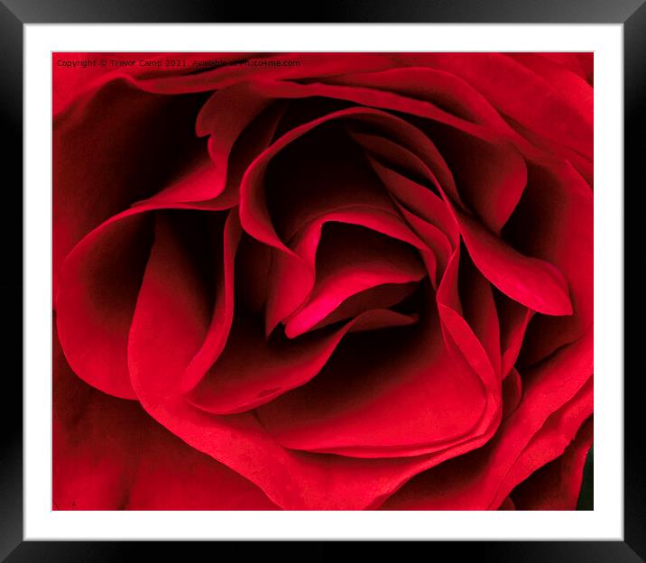 Silky Red Rose Framed Mounted Print by Trevor Camp