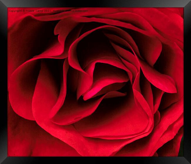 Silky Red Rose Framed Print by Trevor Camp