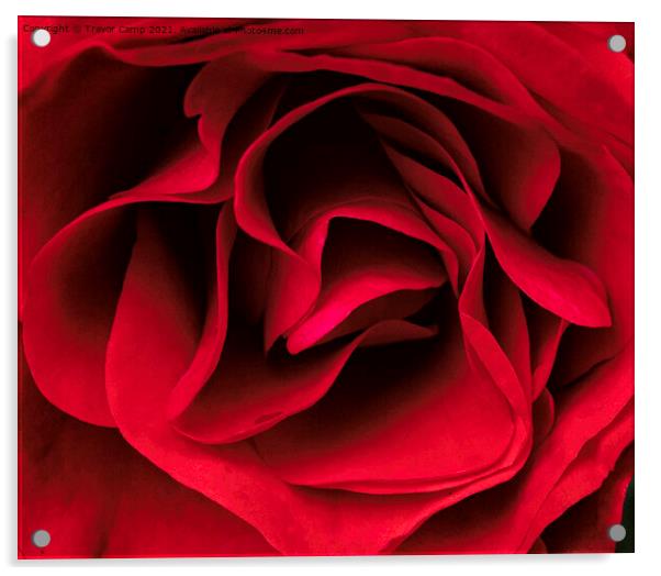 Silky Red Rose Acrylic by Trevor Camp