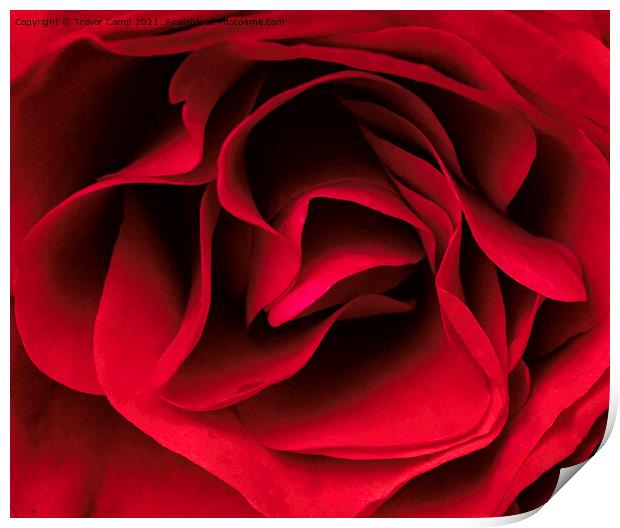 Silky Red Rose Print by Trevor Camp