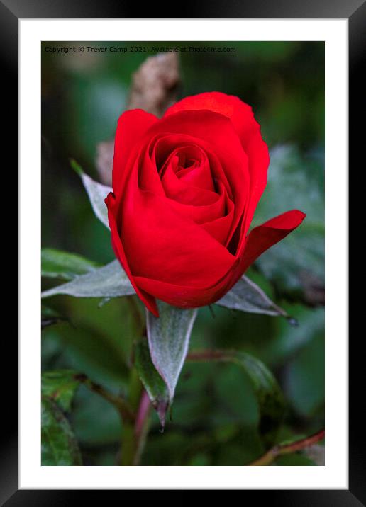 Red Rose - 02 Framed Mounted Print by Trevor Camp