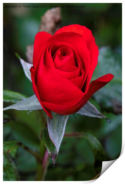 Red Rose - 02 Print by Trevor Camp