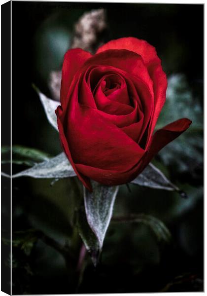 The Regal Rose Canvas Print by Trevor Camp