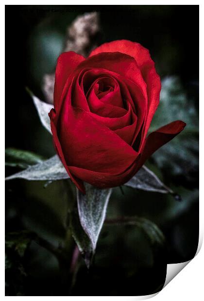 The Regal Rose Print by Trevor Camp