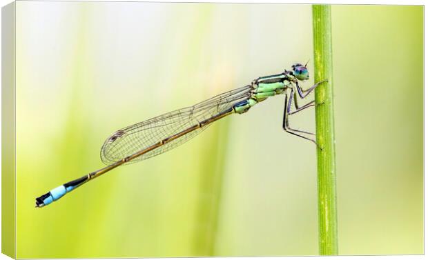 Blue Tailed Damselfly  Canvas Print by Kelly Bailey