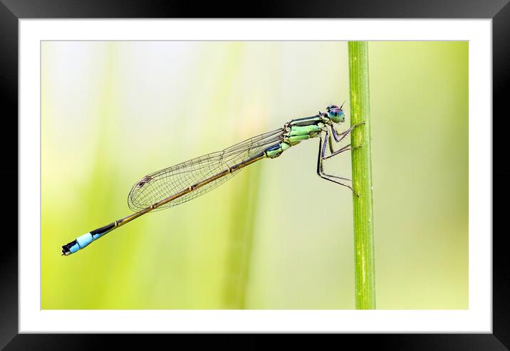 Blue Tailed Damselfly  Framed Mounted Print by Kelly Bailey