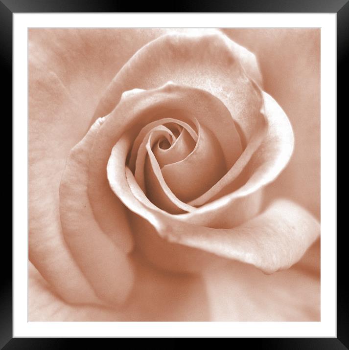 whisper of a rose (pink square crop) Framed Mounted Print by Heather Newton