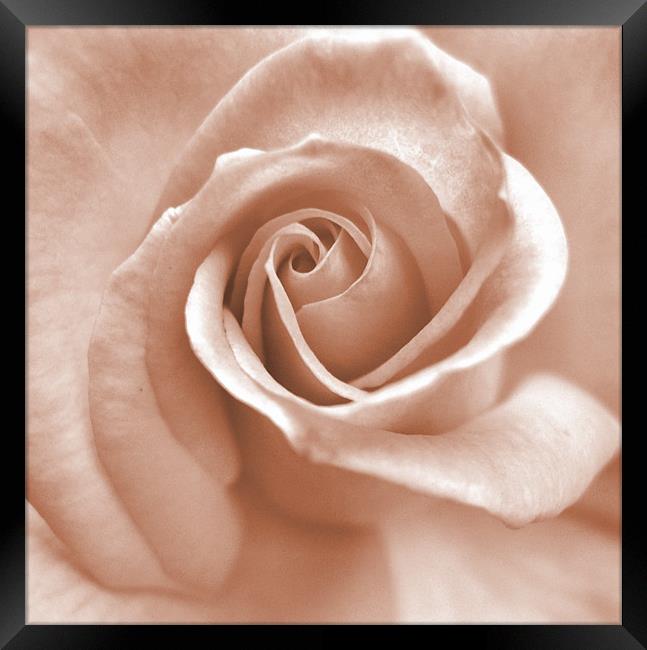 whisper of a rose (pink square crop) Framed Print by Heather Newton