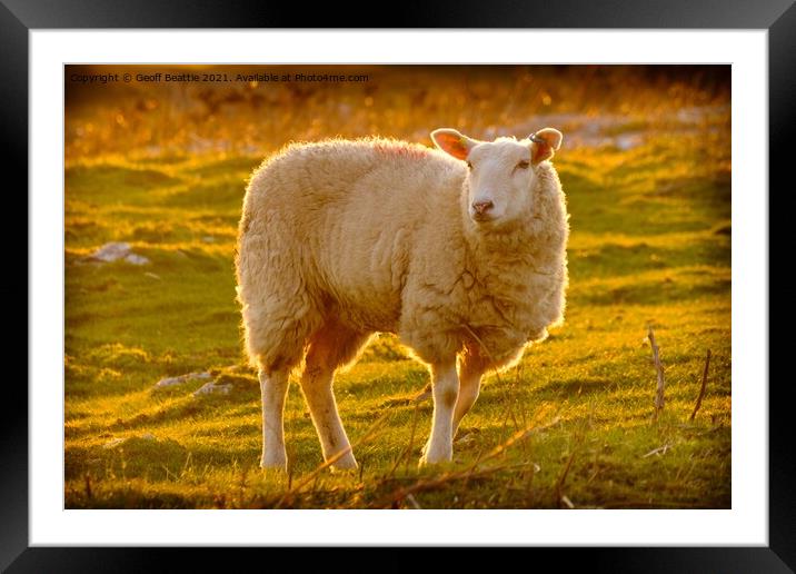 Lone Sheep in a field at sunset Framed Mounted Print by Geoff Beattie