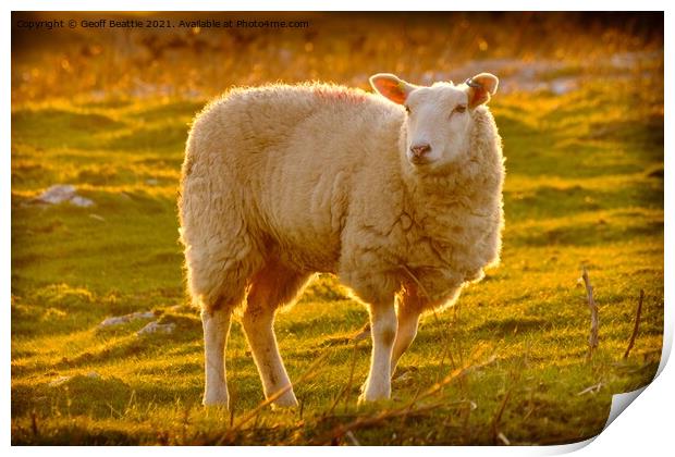 Lone Sheep in a field at sunset Print by Geoff Beattie