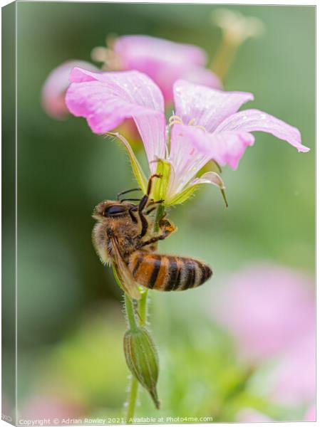 The Pollinator Canvas Print by Adrian Rowley