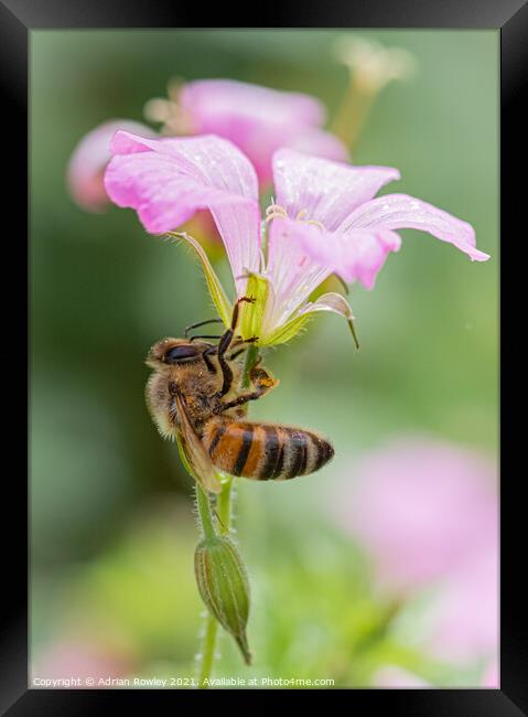 The Pollinator Framed Print by Adrian Rowley