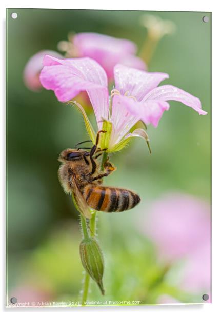 The Pollinator Acrylic by Adrian Rowley