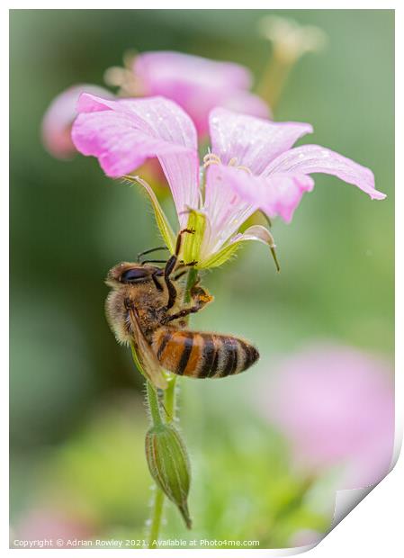 The Pollinator Print by Adrian Rowley