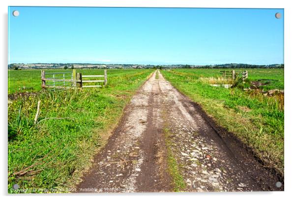 Somerset Levels Path Acrylic by Philip Gough