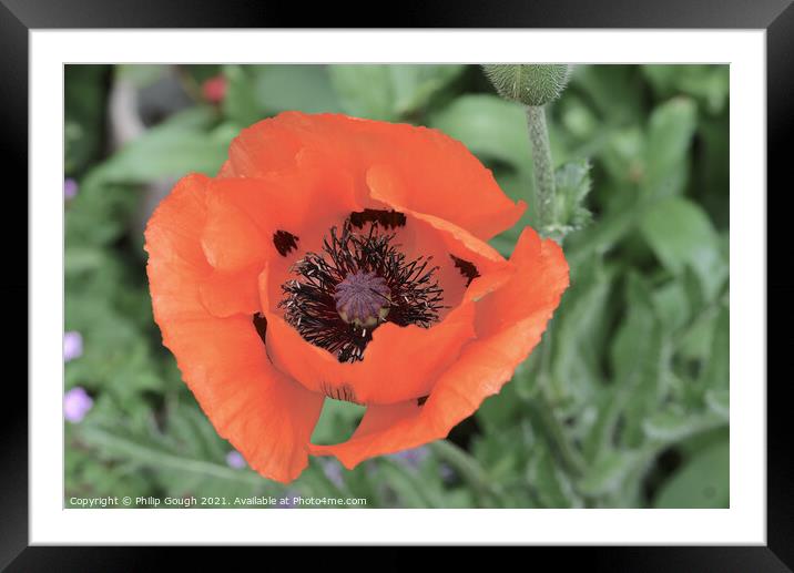 Poppies in the garden Framed Mounted Print by Philip Gough