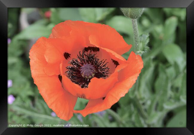 Poppies in the garden Framed Print by Philip Gough