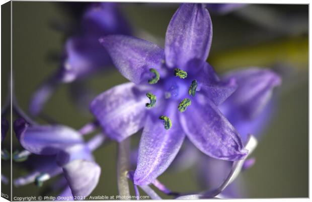 Bluebell detail Canvas Print by Philip Gough
