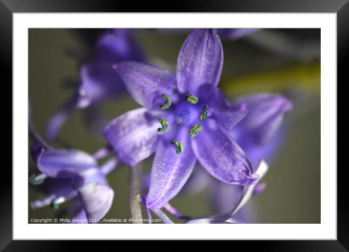 Bluebell detail Framed Mounted Print by Philip Gough