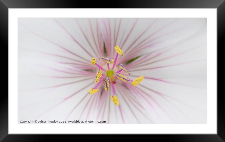 Pollen in soft focus Framed Mounted Print by Adrian Rowley
