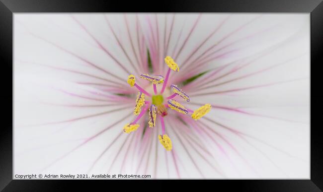 Pollen in soft focus Framed Print by Adrian Rowley