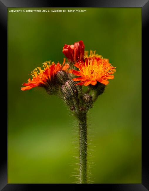 Orange Hawkweed Framed Print by kathy white