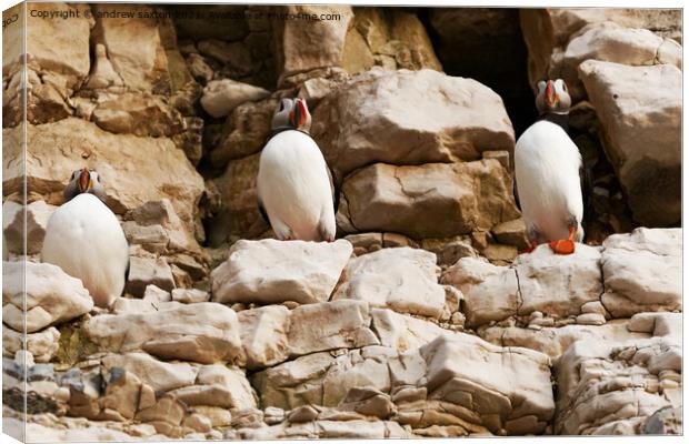 A trio of Puffins  Canvas Print by andrew saxton