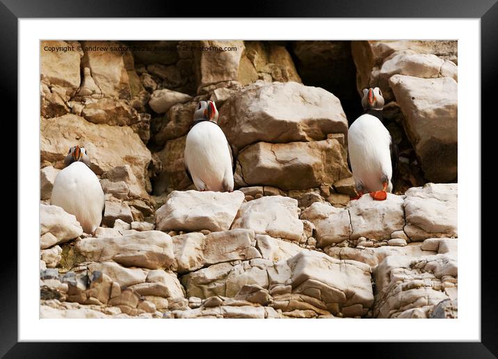 A trio of Puffins  Framed Mounted Print by andrew saxton