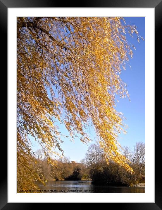 Weeping Willow Framed Mounted Print by Stephanie Moore