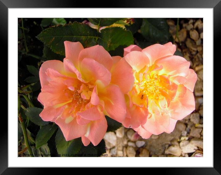 Pink and yellow roses Framed Mounted Print by Stephanie Moore