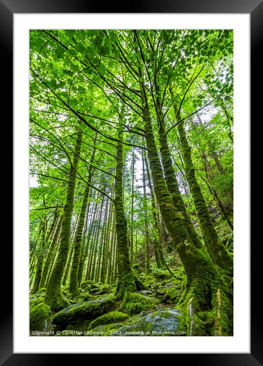 mossy forest in Killarney National Park, Ireland Framed Mounted Print by Christian Lademann