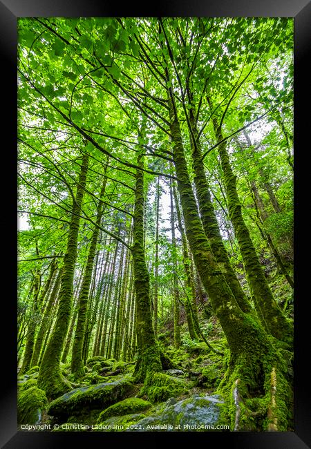 mossy forest in Killarney National Park, Ireland Framed Print by Christian Lademann