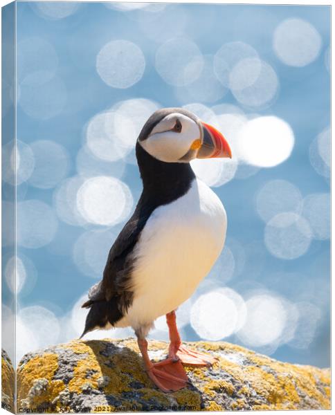 Atlantic Puffin portrait Canvas Print by Kay Roxby