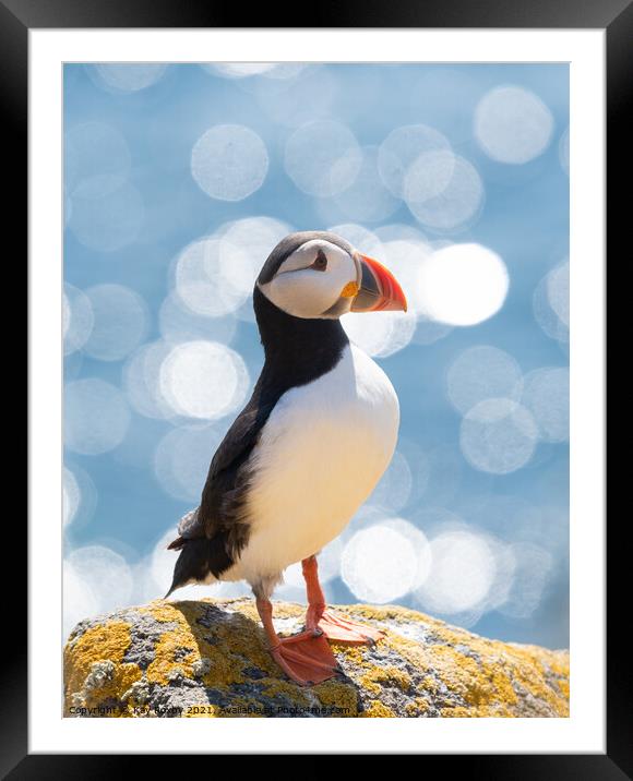 Atlantic Puffin portrait Framed Mounted Print by Kay Roxby