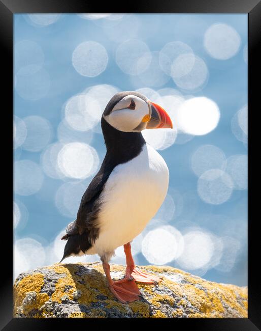Atlantic Puffin portrait Framed Print by Kay Roxby
