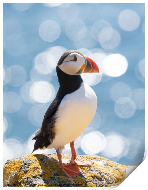 Atlantic Puffin portrait Print by Kay Roxby