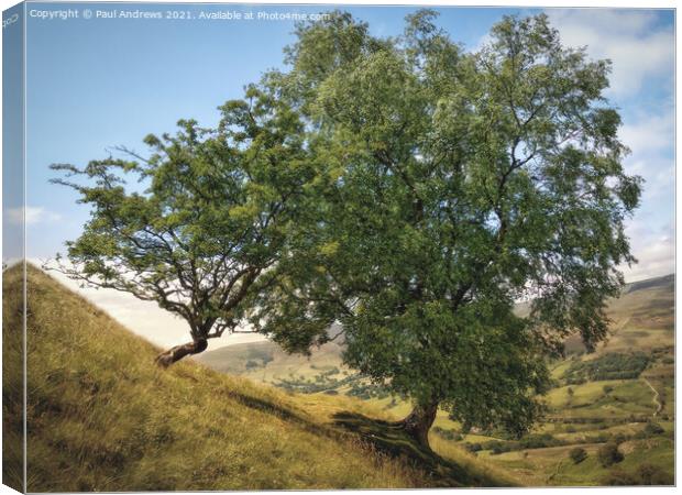 Great Ridge Trees Canvas Print by Paul Andrews