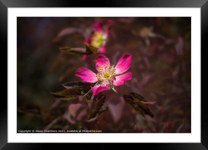Rosa Glauca Framed Mounted Print by Alison Chambers