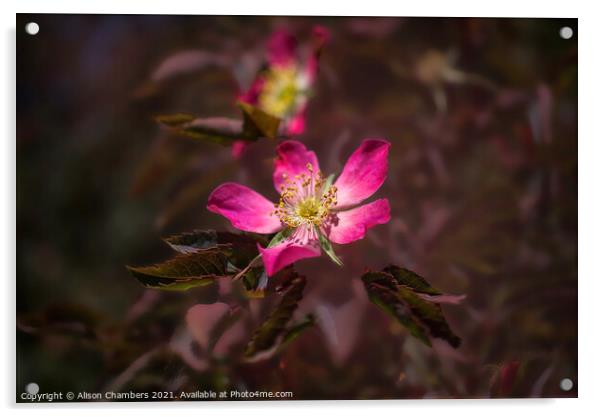 Rosa Glauca Acrylic by Alison Chambers