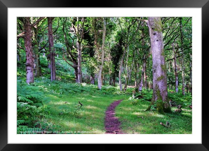 Quantock woodlands Somerset Framed Mounted Print by Diana Mower