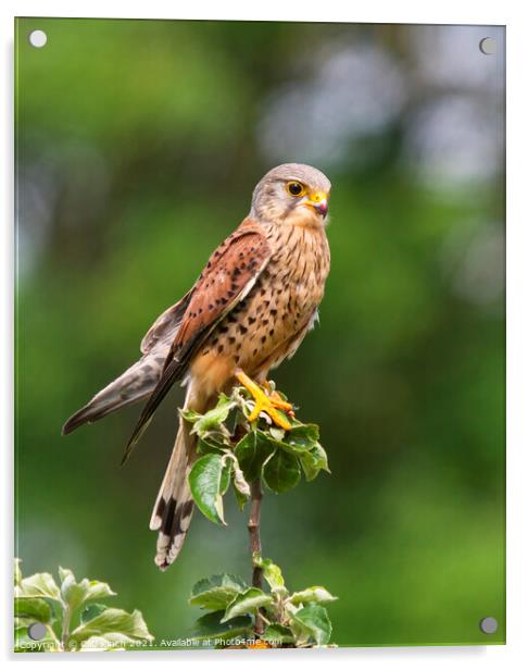 Kestrel perched on a branch Acrylic by Cliff Kinch