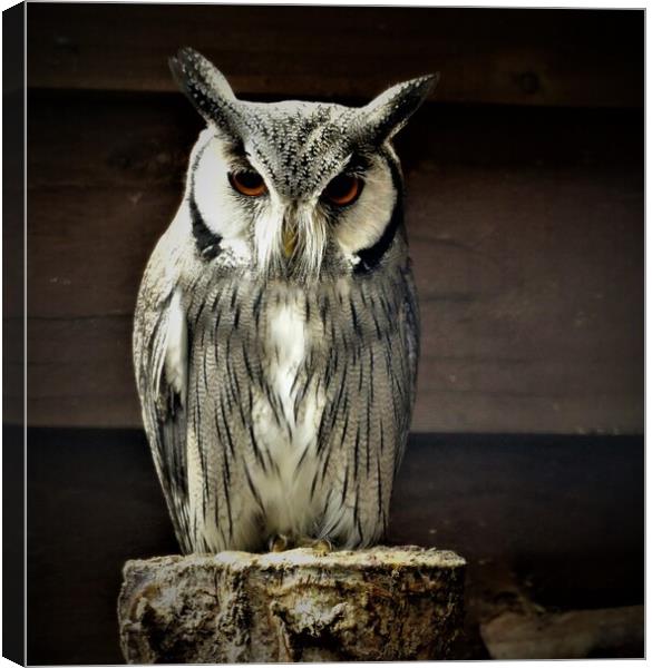  long eared owl Canvas Print by PAMELA ROGERS
