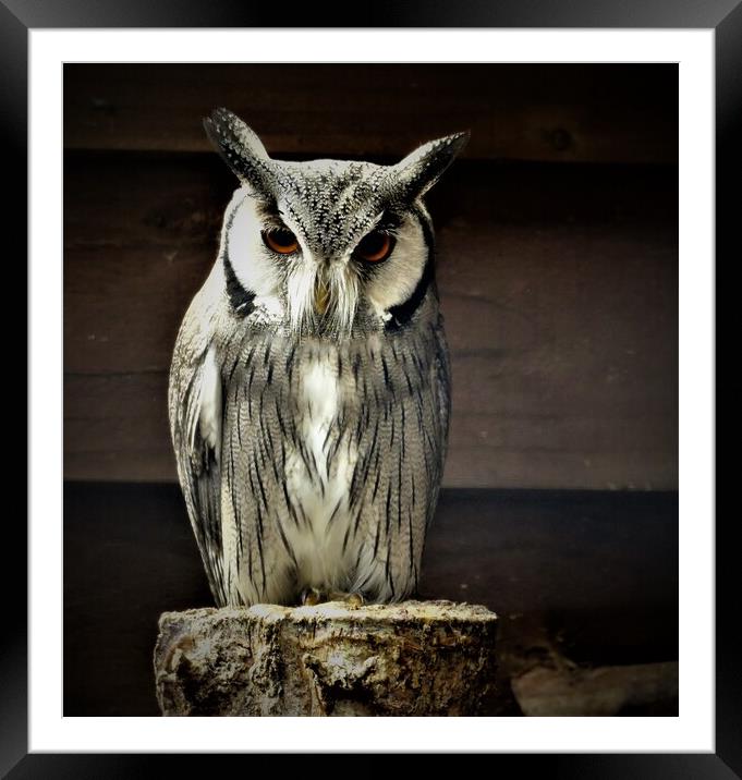  long eared owl Framed Mounted Print by PAMELA ROGERS