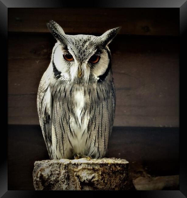  long eared owl Framed Print by PAMELA ROGERS