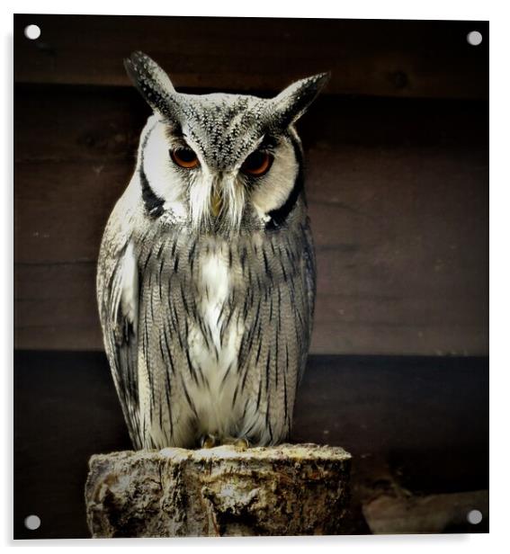  long eared owl Acrylic by PAMELA ROGERS