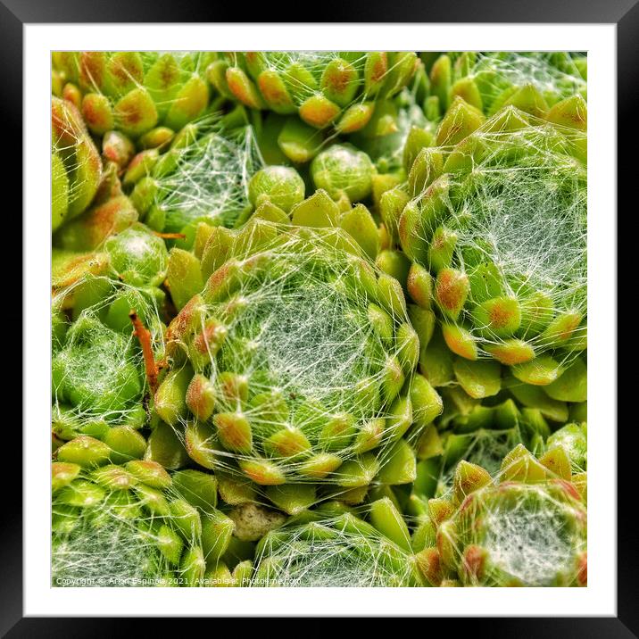 Succulents  Framed Mounted Print by Arion Espinola